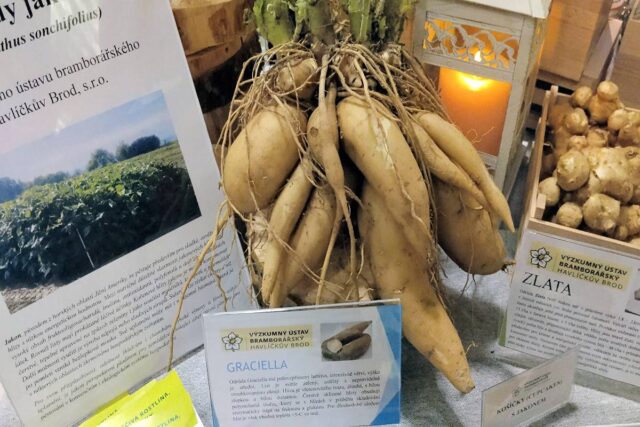 Bramborářské dny Havlíčkův Brod 2025