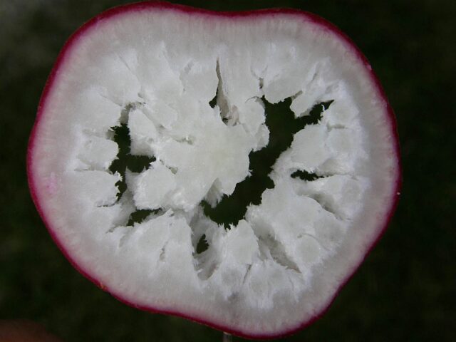 Problémy zahrádkářů - ředkvička