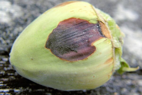 Problémy zahrádkářů - lískové ořechy