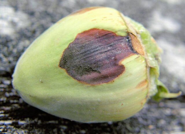 Problémy zahrádkářů - lískové ořechy