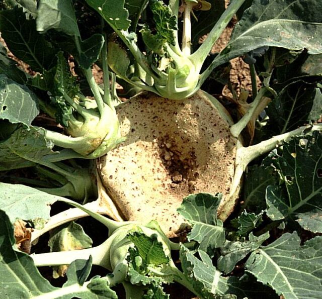 Problémy zahrádkářů - košťáloviny