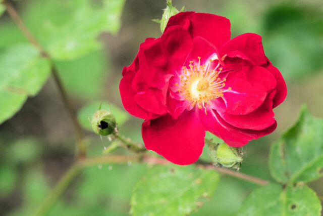 Růže Moeysova květ