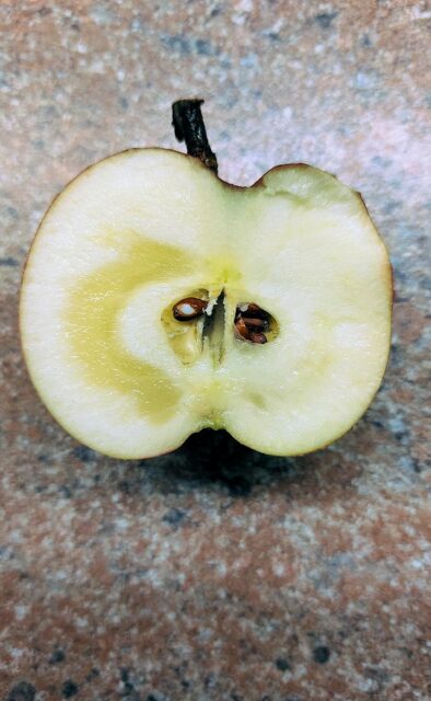 Problémy ovocných stromů - sklovitost