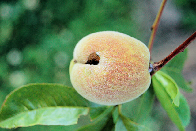 Mráz - plod broskve