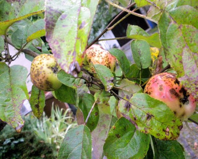 Problémy ovocných stromů - strupovitost