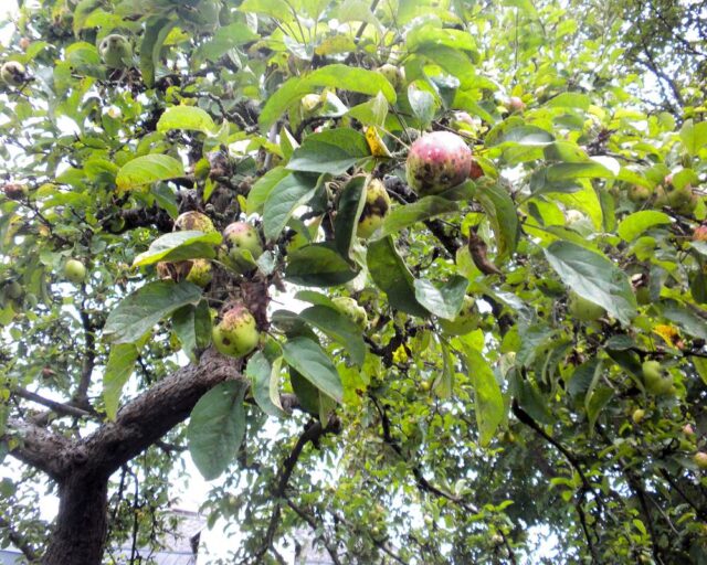 Problémy ovocných stromů - strupovitost