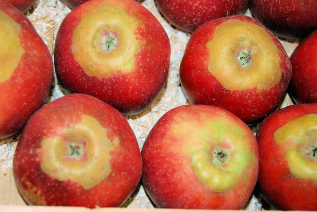 Mrazem poškozená jablka