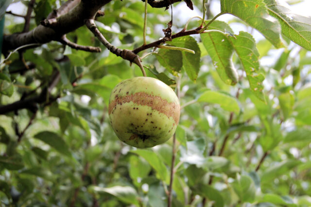 Mráz - poškození plodu