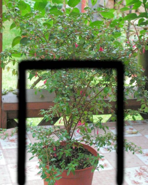 zimní řez - fuchsie