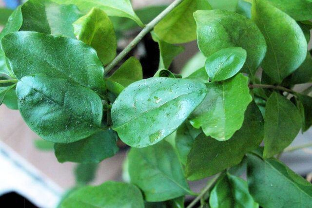 Pokojové rostliony - zimní péče je důležitá