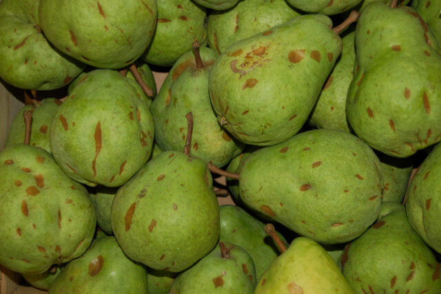 Jak mráz ničí i zdobí přírodu