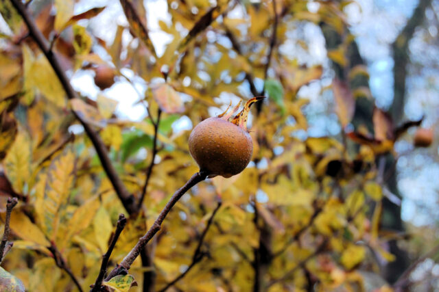 Mišpuli mráz neškodí