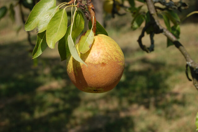 Mrazem poškozený plod