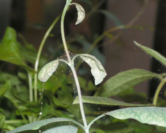 Sviluška - šdůdce pokojových rostlin v zimě
