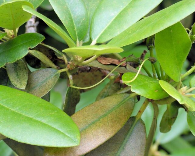 Sviluška na rododendronu