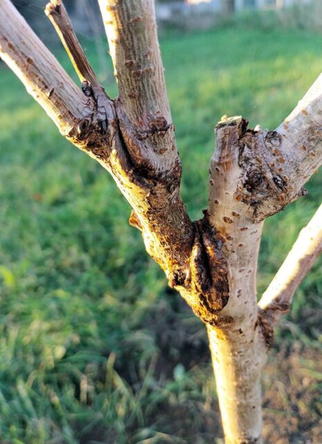 Problémy ovocných stromů - klejotok