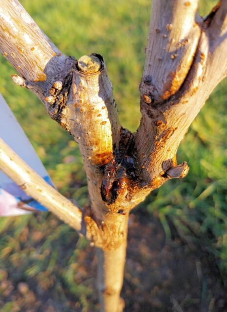 Problémy ovocných stromů - klejotok