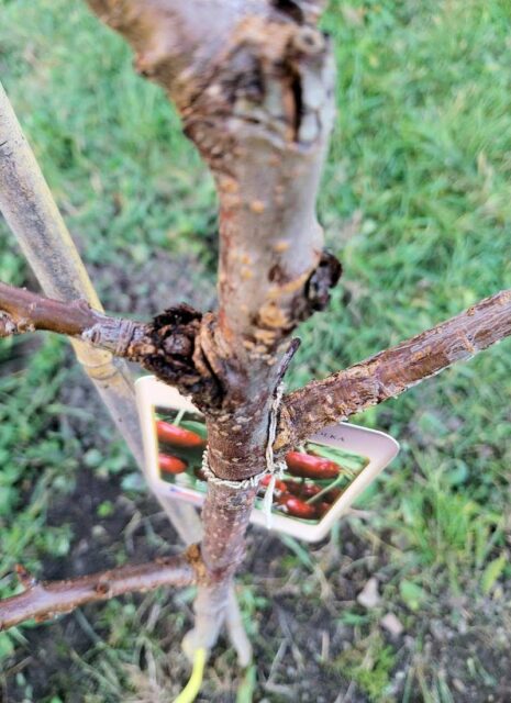 Problémy ovocných stromů - klejotok