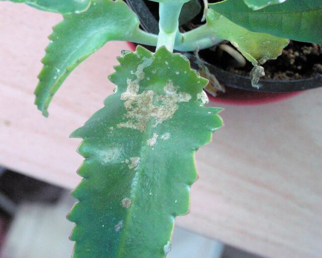 Saví škůdci - zimní hrozba pokojových rostlin