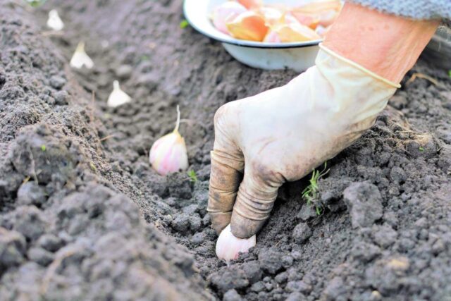 Česnek je dobré před výsadbou namořit