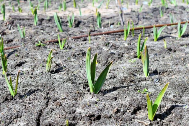 Pozemek česneku udržujeme bezplevelný