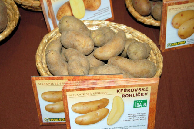 Brambor odrůda Keřkovské rohlíčky