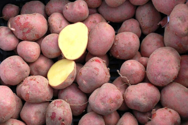 Brambor Baltic Rose se vyjímá svojí intenzivně červenou a hladkou slupkou