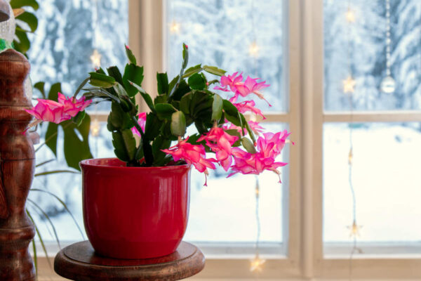 vánoční kaktus byl dříve téměř v každé domácnosti, pro štěstí
