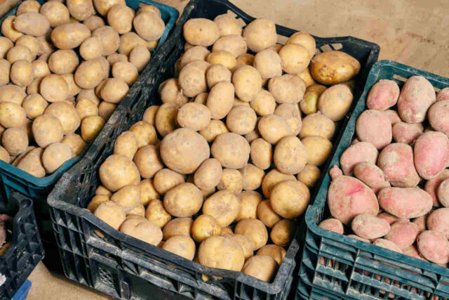 Uskladnění brambor