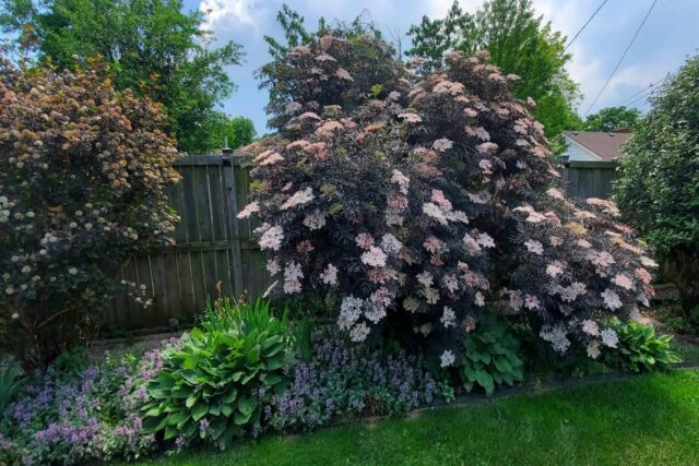 Odrůdy bezu černého - Black Lace