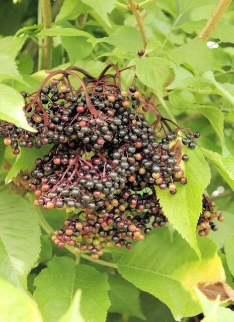 Odrůdy bezu černého - Haschberg