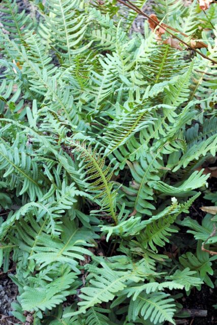 Oddenek osladiče má hořkosladkou chuť