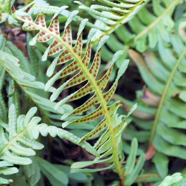 Prášek z osladičese používal jako sladidlo