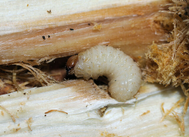 Diagnostika hmyzích škůdců - larva krytonosce olšového