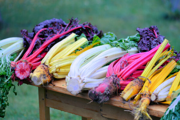 Barevné řapíkaté magoldy