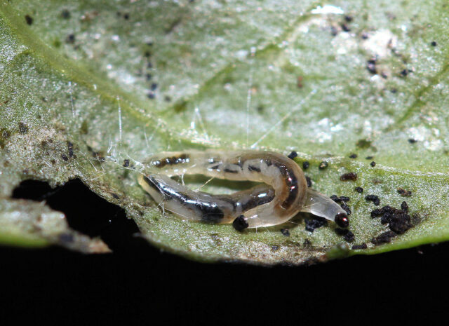 Diagnostika hmyzích škůdců - larva smutnice