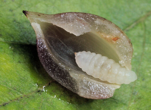 Diagnostika hmyzích škůdců - larva bejlomorky bukové