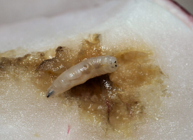 Diagnostika hmyzích škůdců - larva květilky zelné