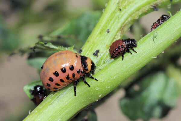 Diagnostika hmyzích škůdců - larva mandelinky bramborové