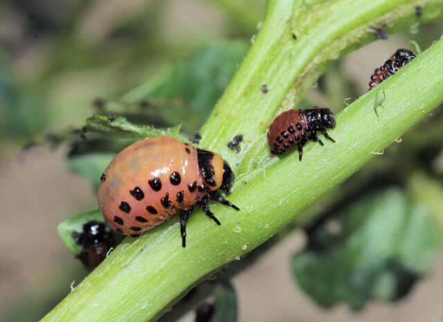 Diagnostika hmyzích škůdců - larva mandelinky bramborové