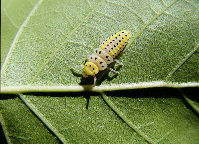 Diagnostika hmyzích škůdců - larva slunéčka