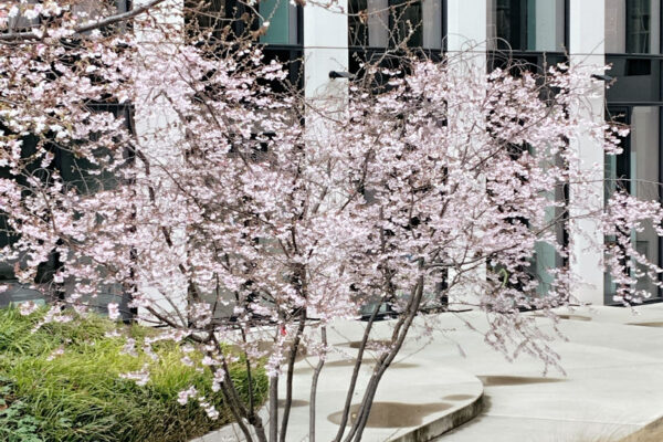 Prunus subhirtella ´Autumnalis´ kvete i v prosinci