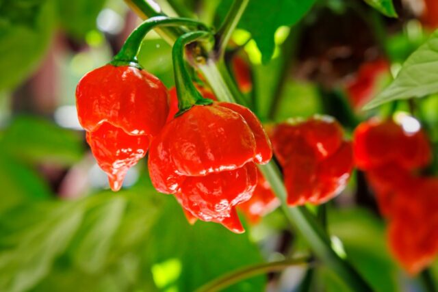 Capsicum chinense 