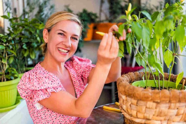 Pěstování chilli papriček v nádobách