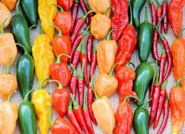 Pěstování chilli papriček v nádobách