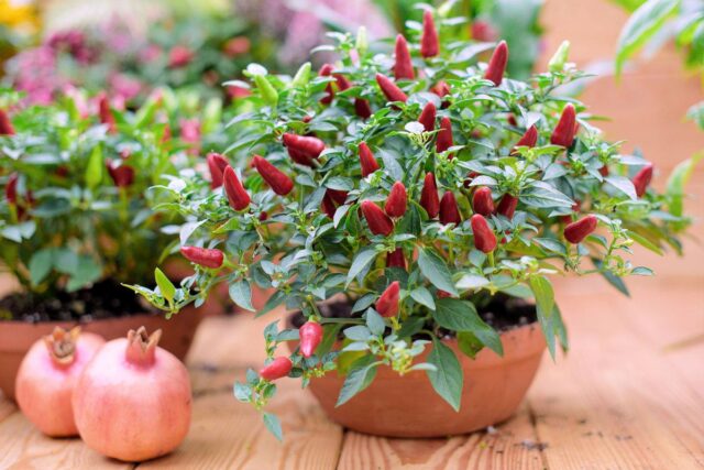 Pěstování chilli papriček v nádobách
