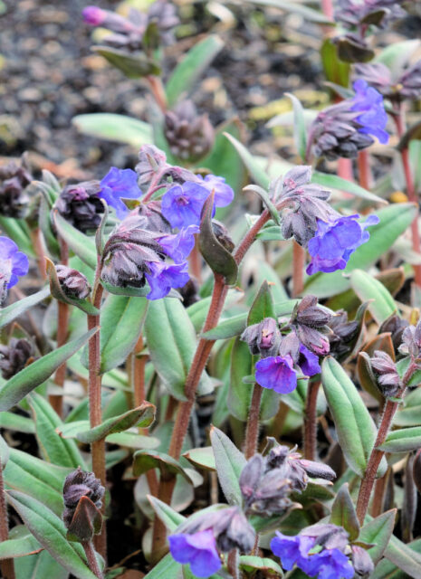 Plicníky (Pulmonaria)
