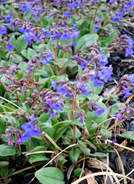 Plicníky (Pulmonaria)