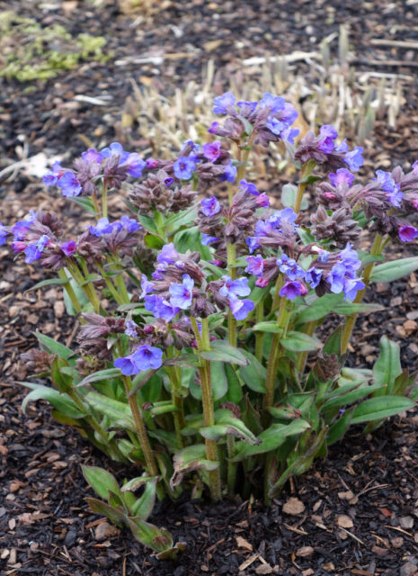 Plicníky (Pulmonaria)