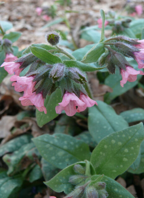 Plicníky (Pulmonaria)